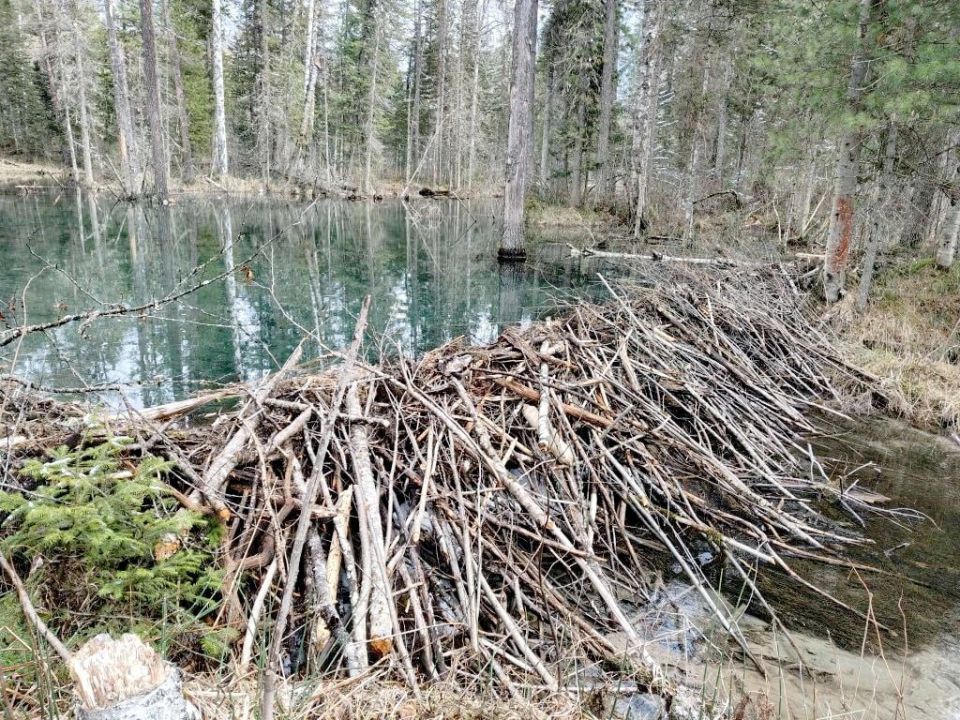 ������ ������� ����� ���������