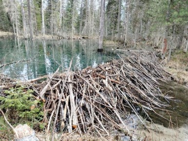 ������ ������� ����� ���������