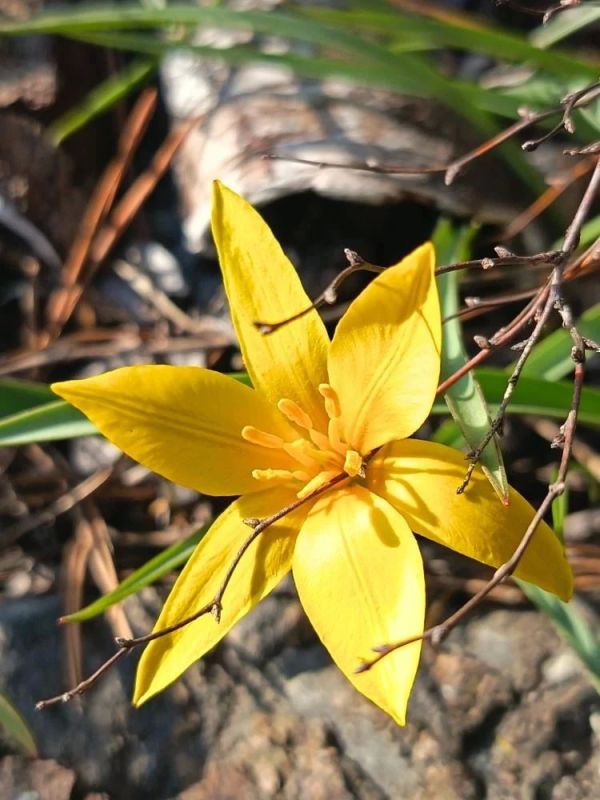 ������� ���� �� ����������