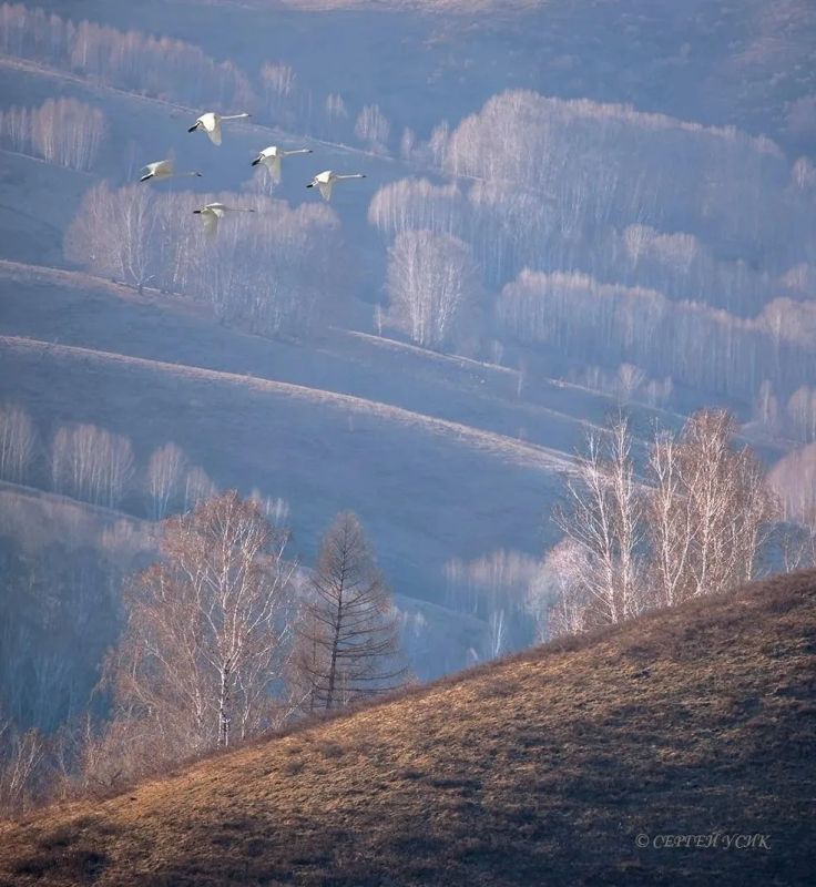 ����������� ����� . ����: ������ ����