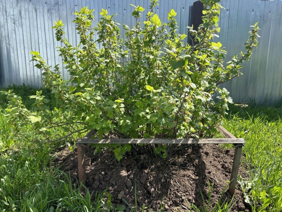 ������ � ��������� � ����� ������: ��� �������� ������ �� ���������� ����