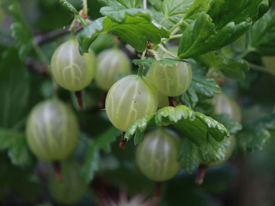 ����� ����� ������ ��������� ������� �����: ������ � ��������� �����