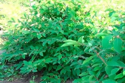 ������� ��������� ����������� ��������� ����� ������