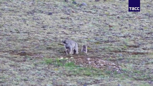 ����� ������� � ���������� �����