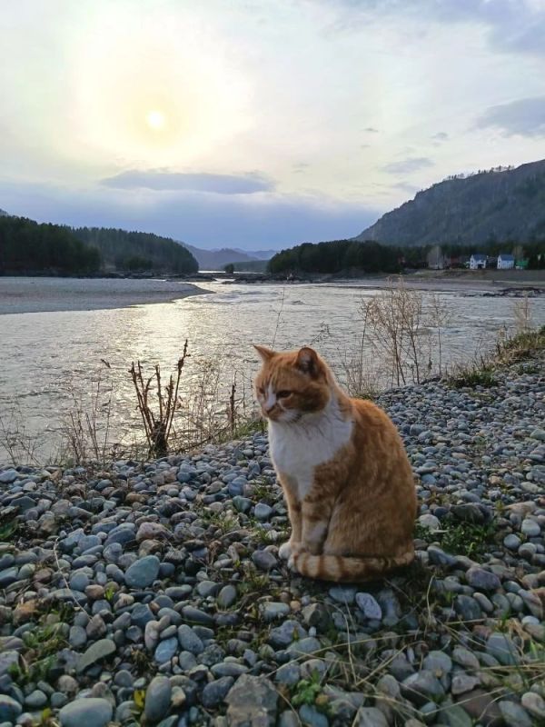 ����� ������ ����