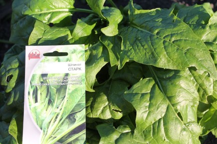 ��������� ������ "�����": ��� ��������� ������ ������ � ������� ������� ������