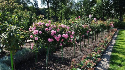 ����������� ����: ������� � ������ ������