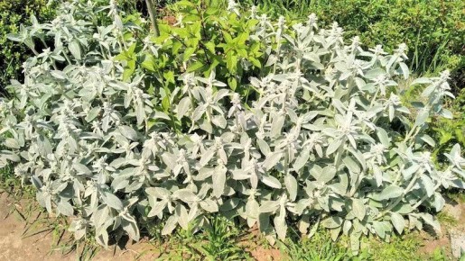 ������������� ������������ ��� ��������: �������� � ����� � ������� � ����