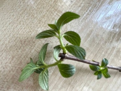 ���������� ����������� ���������: ������� ��������� ������������ ��� ������