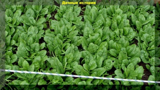 ��� ��������� ������ �� ����� �������: ������� ��������� ������