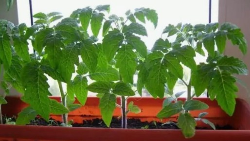 ��� ��������� ������� ������� ������� � ��������� ��������