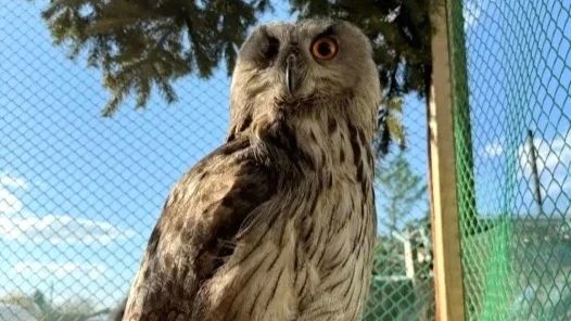 На Алтае спасли редкую птицу