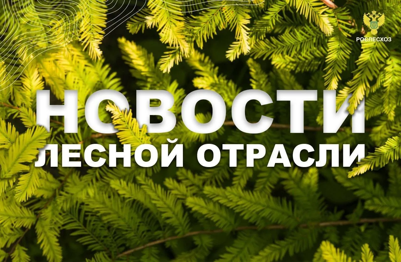 Аргументы и Факты: На Алтае за «черными лесорубами» будут следить из космоса