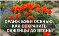 ��� ������� �������� ���� �������� ������ � ��������� ������� �� �����