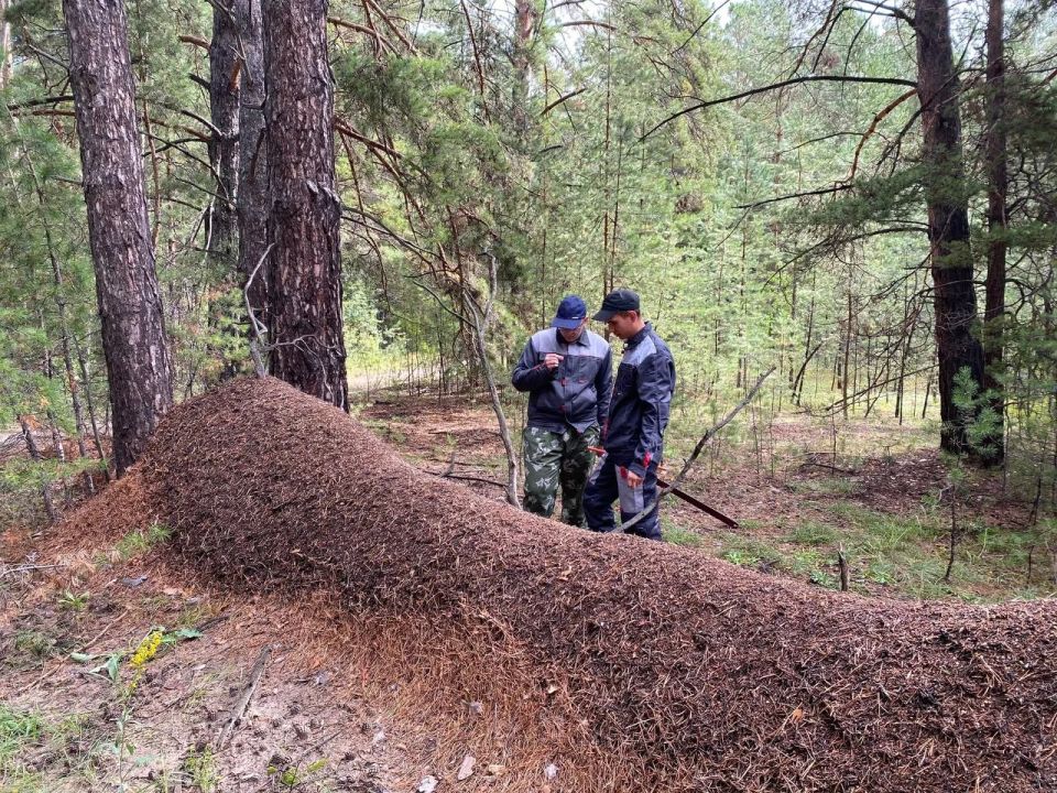 Огромный муравейник длиной 10 м 40 см нашли в Павловском районе Алтайского края