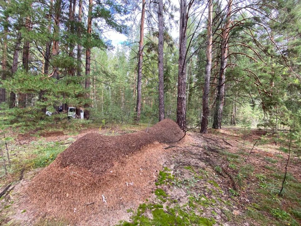 Огромный муравейник длиной 10 м 40 см нашли в Павловском районе Алтайского края Огромный муравейник длиной 10 м 40 см нашли в Павловском районе Алтайского края