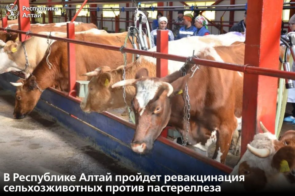 На заседании регионального правительства сообщили, что с 25 мая в Республике Алтай начнется ревакцинация сельхозживотных против пастереллеза