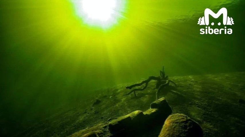 Принесли вам подводных красот прямиком с Телецкого озера Принесли вам подводных красот прямиком с Телецкого озера