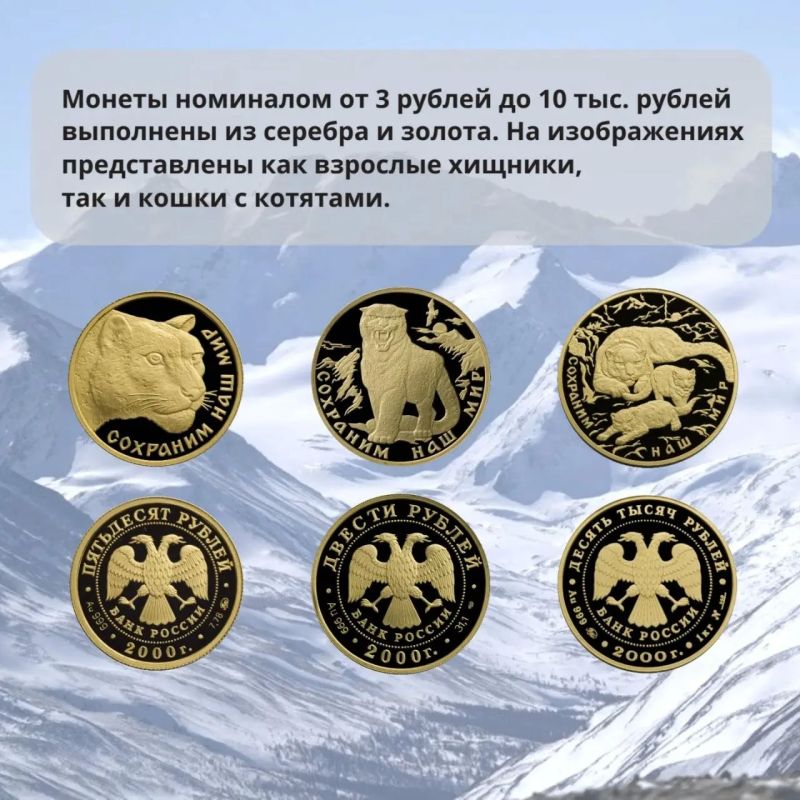 День снежного барса отмечают сегодня, 26 мая, в Республике Алтай День снежного барса отмечают сегодня, 26 мая, в Республике Алтай