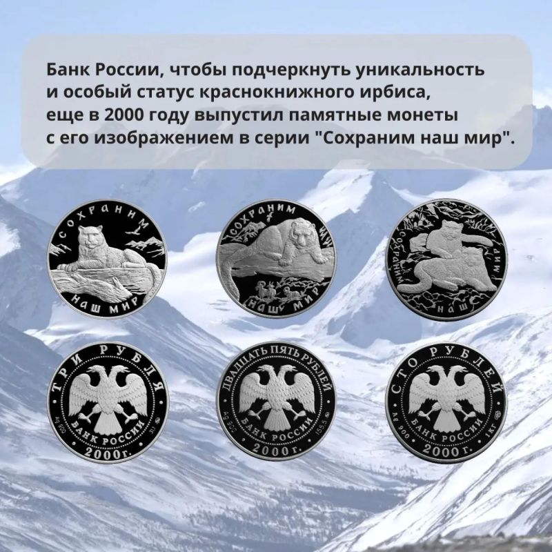 День снежного барса отмечают сегодня, 26 мая, в Республике Алтай День снежного барса отмечают сегодня, 26 мая, в Республике Алтай