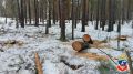 Житель Барнаула уличён в нелегальной рубке сосен на 3,5 млн рублей ради постройки бани