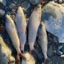 Полицейские Улаганского района задержали жителя Республики Тыва, подозреваемого в незаконном вылове водных биологических ресурсов