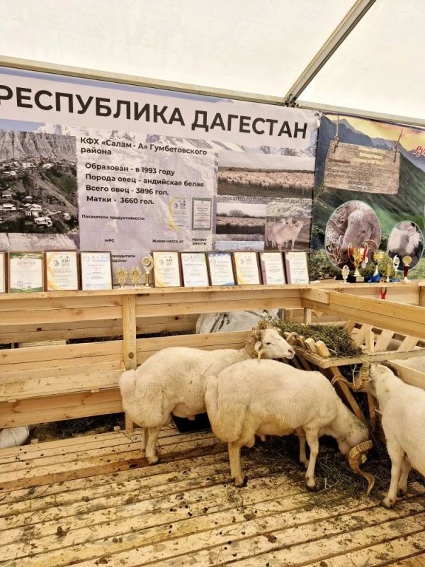 Официальная делегация Республики Алтай принимает участие в XXVI Российской выставке племенных овец и коз, которая проходит в эти дня в столице Республики, Элисте Официальная делегация Республики Алтай принимает участие в XXVI Российской выставке племенных овец и коз, которая проходит в эти дня в столице Республики, Элисте