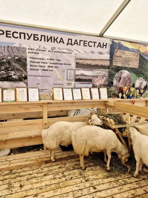 Делегация Республики Алтай участвует в XXVI Российской выставке племенных овец и коз в Элисте Делегация Республики Алтай участвует в XXVI Российской выставке племенных овец и коз в Элисте