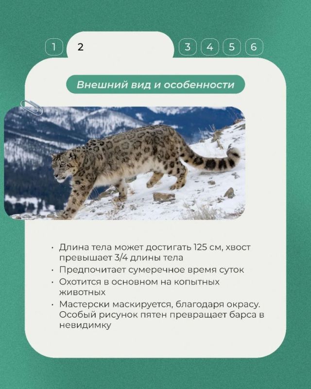 В нашей постоянной рубрике о животных Красной книги — ирбис, или снежный барс В нашей постоянной рубрике о животных Красной книги — ирбис, или снежный барс