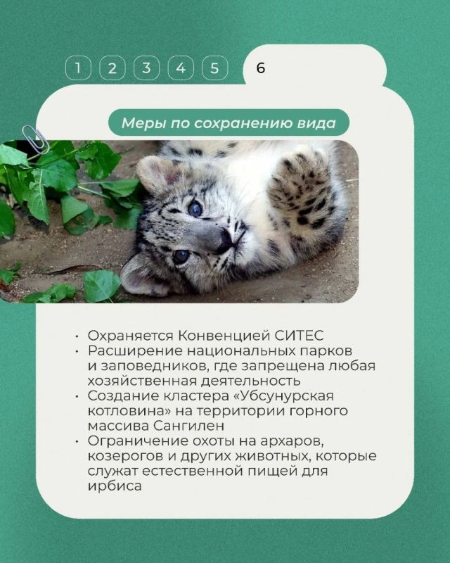 В нашей постоянной рубрике о животных Красной книги — ирбис, или снежный барс В нашей постоянной рубрике о животных Красной книги — ирбис, или снежный барс