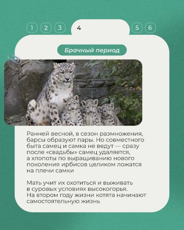 В нашей постоянной рубрике о животных Красной книги — ирбис, или снежный барс В нашей постоянной рубрике о животных Красной книги — ирбис, или снежный барс