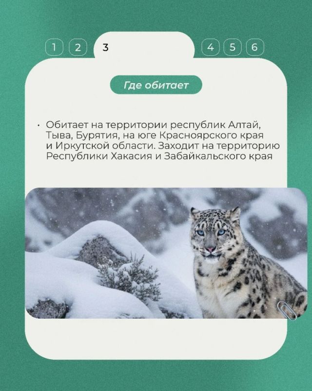 В нашей постоянной рубрике о животных Красной книги — ирбис, или снежный барс В нашей постоянной рубрике о животных Красной книги — ирбис, или снежный барс
