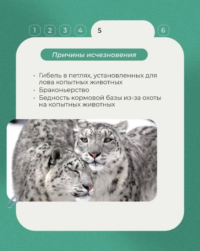 В нашей постоянной рубрике о животных Красной книги — ирбис, или снежный барс В нашей постоянной рубрике о животных Красной книги — ирбис, или снежный барс