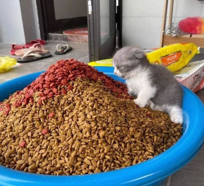 Обед — дело серьёзное. Особенно когда впереди ещё полдня работы, а желудок уже начал строить коварные планы