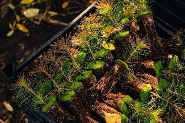 «Манжерок» продолжает масштабную экопрограмму по восстановлению лесов «Манжерок» продолжает масштабную экопрограмму по восстановлению лесов