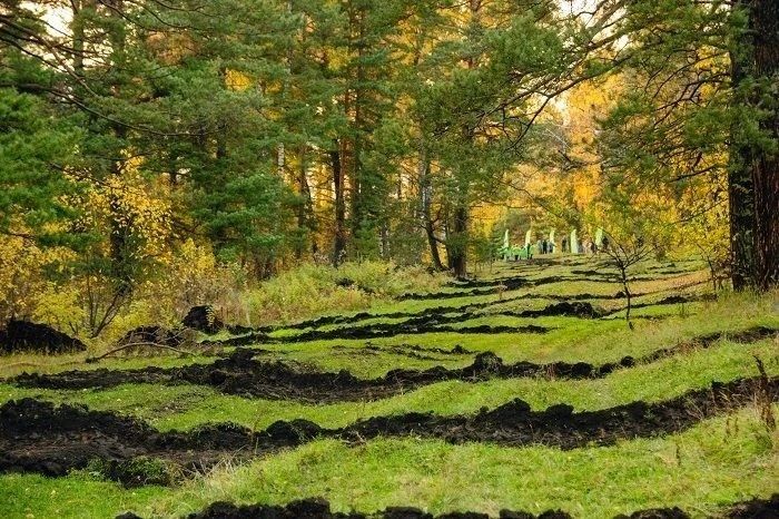 «Манжерок» продолжает масштабную экопрограмму по восстановлению лесов «Манжерок» продолжает масштабную экопрограмму по восстановлению лесов