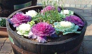 Декоративная капуста: секреты выращивания и великолепные сорта для вашего сада