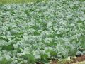 Секреты успешной июньской посадки: как вырастить идеальный урожай капусты