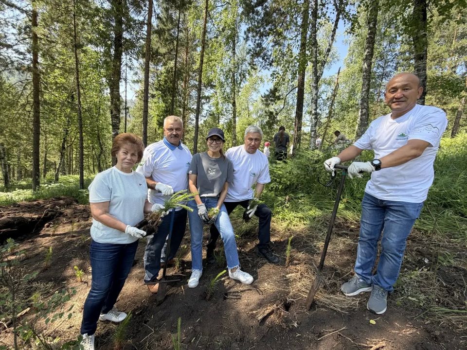 4000 саженцев сосны высадили участники акции всесезонного курорта «Сбера» «Манжерок» вблизи села Усть-Муны 4000 саженцев сосны высадили участники акции всесезонного курорта «Сбера» «Манжерок» вблизи села Усть-Муны
