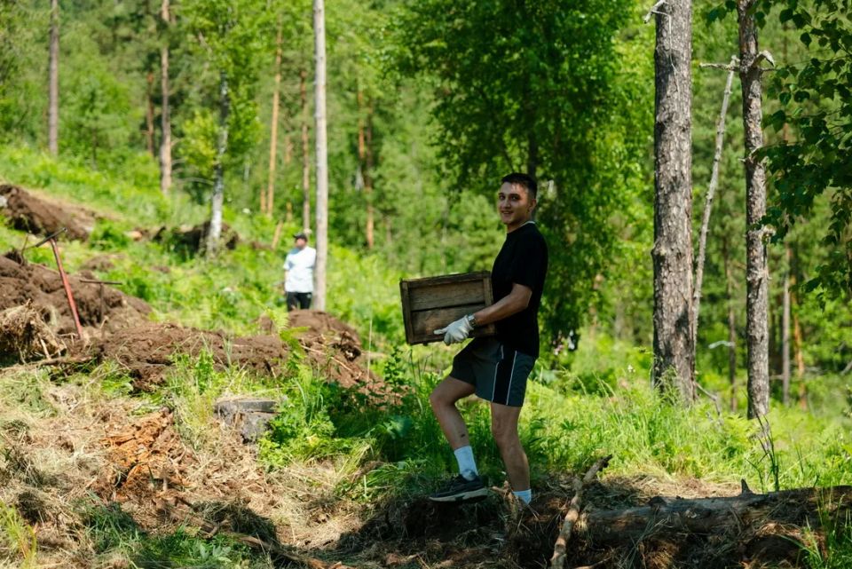 Всесезонный курорт Сбера «Манжерок» высадил в Майминском районе четыре тысячи деревьев Всесезонный курорт Сбера «Манжерок» высадил в Майминском районе четыре тысячи деревьев