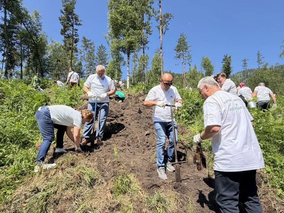 4000 саженцев сосны высадили участники акции всесезонного курорта «Сбера» «Манжерок» вблизи села Усть-Муны 4000 саженцев сосны высадили участники акции всесезонного курорта «Сбера» «Манжерок» вблизи села Усть-Муны