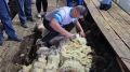 Как проходит конкурс стригалей в Республике Алтай, показали в Минсельхозе