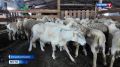 В Онгудайском районе состоялся VII конкурс «Лучший стригаль»
