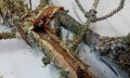 Фузариоз хвойных: сохраняем здоровье лесов