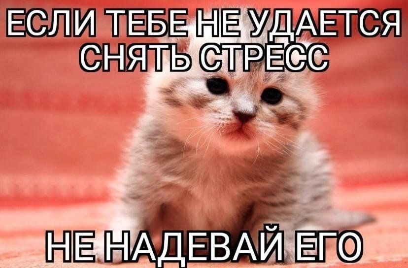 Кошек-тревожников в России стало больше