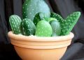 Секреты успешного выращивания кактусов и суккулентов для каждого садовода