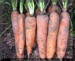 Как получить сладкие корнеплоды: секреты финальных подкормок свеклы и моркови