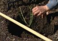 Плетистые розы: секреты идеального ухода и посадки в вашем саду