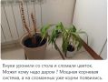 восстановление больной юкки: неожиданный поворот на пути к выздоровлению