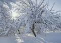 Как растения переносят лютые морозы до -40 °C? Рассматриваем удивительную морозостойкость